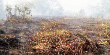 Procuraduría abrió investigación a gobernadores de Amazonas, Chocó y Norte de Santander por aumento en la deforestación