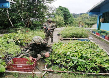 El Ejército ha sembrado 69.497 árboles en el Chocó