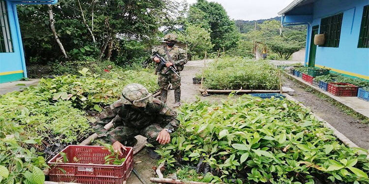 El Ejército ha sembrado 69.497 árboles en el Chocó