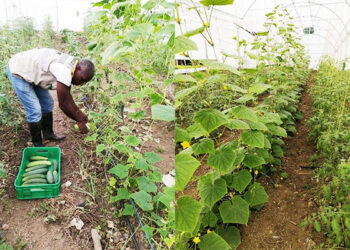 Producción de hortalizas y verduras orgánicas en Río Iró