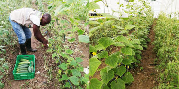 Producción de hortalizas y verduras orgánicas en Río Iró