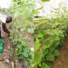 Producción de hortalizas y verduras orgánicas en Río Iró