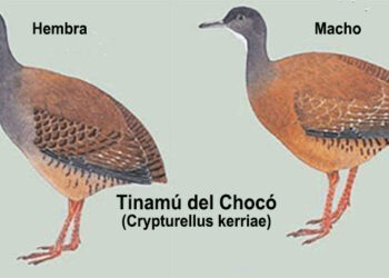 En peligro de extinción el Tinamú del Chocó