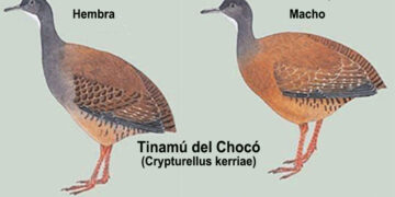 En peligro de extinción el Tinamú del Chocó