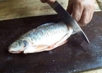 Un tercio de los peces de agua dulce del mundo está en riesgo de extinción