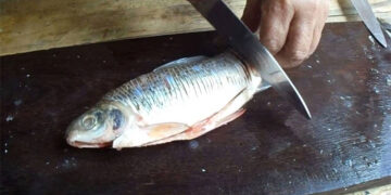 Un tercio de los peces de agua dulce del mundo está en riesgo de extinción