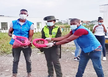 Quibdó: destruyen 32 kilos de caracol africano en el barrio Los Castillos