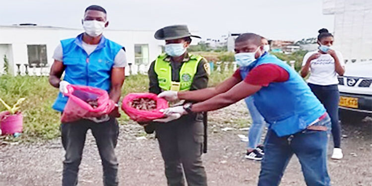Quibdó: destruyen 32 kilos de caracol africano en el barrio Los Castillos