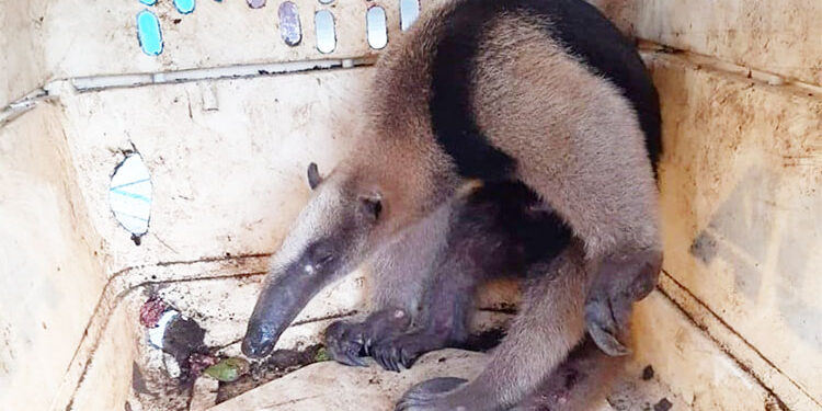 Codechocó liberó oso hormiguero en Istmina