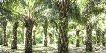 Sanción por $4.636 millones a palmicultora de Curvaradó
