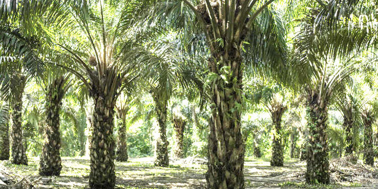 Sanción por $4.636 millones a palmicultora de Curvaradó