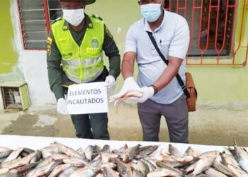 Incautan 21 arrobas de pescado por no tener la talla mínima permitida