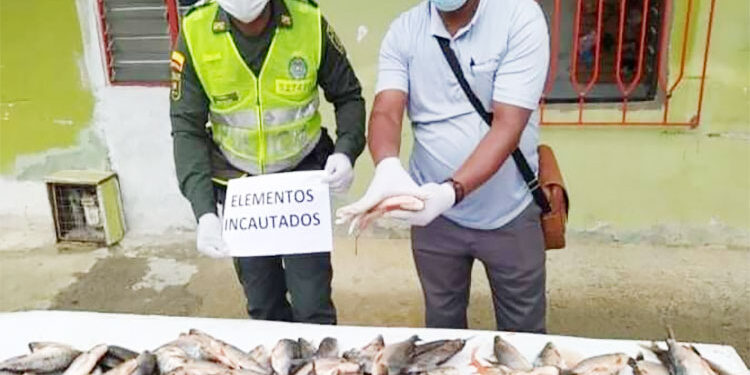 Incautan 21 arrobas de pescado por no tener la talla mínima permitida