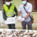 Incautan 21 arrobas de pescado por no tener la talla mínima permitida