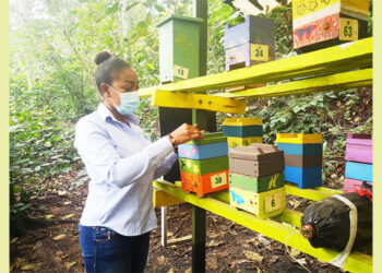 Investigadora chocoana expone logros con abejas nativas sin aguijón