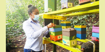 Investigadora chocoana expone logros con abejas nativas sin aguijón