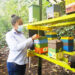 Investigadora chocoana expone logros con abejas nativas sin aguijón