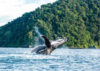 Chocó le apunta al turismo de naturaleza