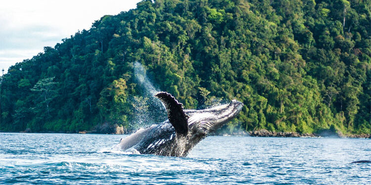 Chocó le apunta al turismo de naturaleza