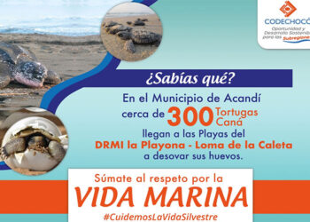 Protejamos a las tortugas Caná, en Acandí