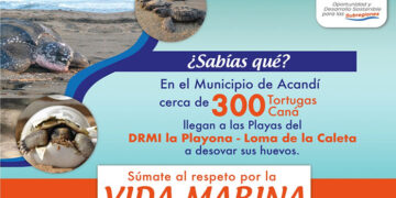 Protejamos a las tortugas Caná, en Acandí