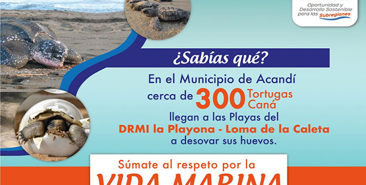 Protejamos a las tortugas Caná, en Acandí
