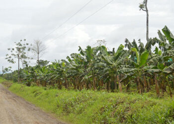 Proyecto PDETE sobre plátano por más de $18 mil millones en Riosucio y Carmen del Darién