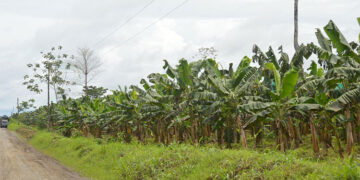 Proyecto PDETE sobre plátano por más de $18 mil millones en Riosucio y Carmen del Darién