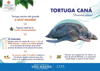 Codechocó invita a preservar la vida de la tortuga Caná