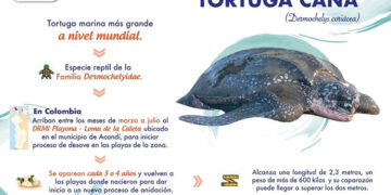 Codechocó invita a preservar la vida de la tortuga Caná