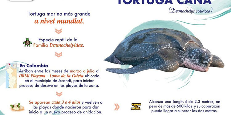 Codechocó invita a preservar la vida de la tortuga Caná