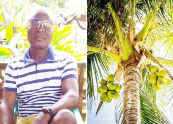 En Chocó el coco se convierte en una alternativa a la producción minera