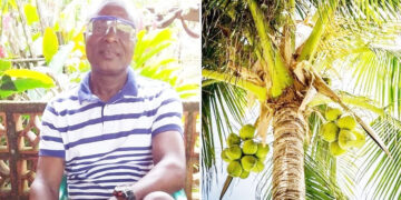 En Chocó el coco se convierte en una alternativa a la producción minera
