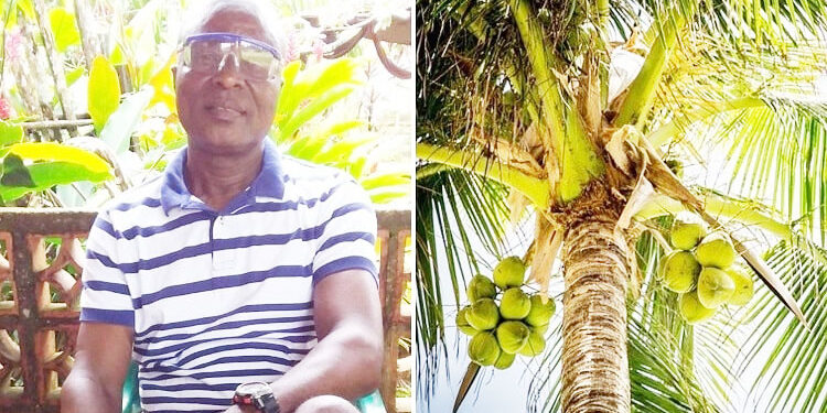 En Chocó el coco se convierte en una alternativa a la producción minera