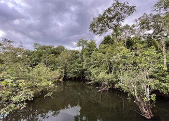 Medio Atrato y Río Quito entre el abandono y la extracción ilegal de sus recursos naturales