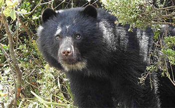 Nuevo video de un oso de anteojos en el Parque Tatamá