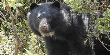 Nuevo video de un oso de anteojos en el Parque Tatamá