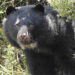 Nuevo video de un oso de anteojos en el Parque Tatamá