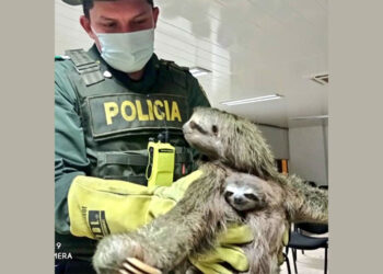 Rescatan un oso perezoso y su cría que iban a ser vendidos