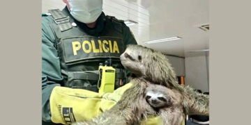 Rescatan un oso perezoso y su cría que iban a ser vendidos
