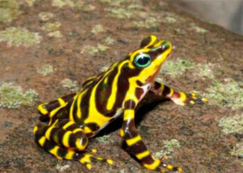 En frontera colombo-panameña encuentran nueva especie de rana arlequín