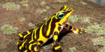 En frontera colombo-panameña encuentran nueva especie de rana arlequín