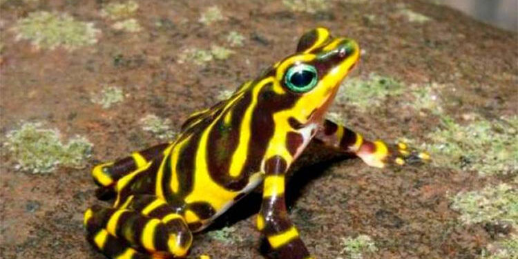 En frontera colombo-panameña encuentran nueva especie de rana arlequín