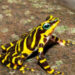 En frontera colombo-panameña encuentran nueva especie de rana arlequín