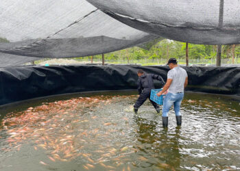 Excombatientes venden primer lote de pescado