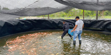 Excombatientes venden primer lote de pescado