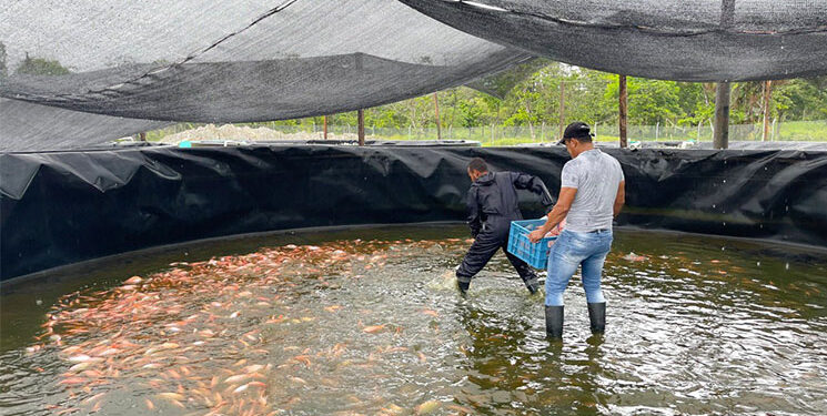 Excombatientes venden primer lote de pescado