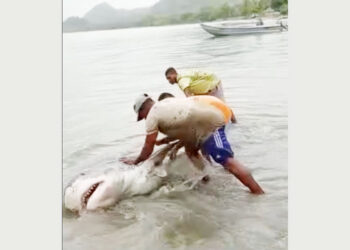 En Unguía pescaron un tiburón y luego lo regresaron al mar