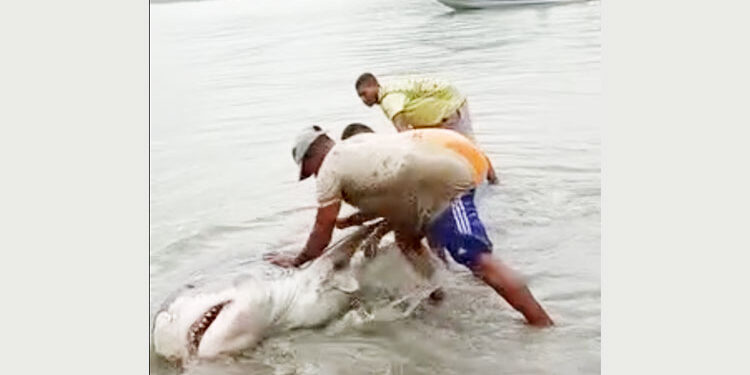 En Unguía pescaron un tiburón y luego lo regresaron al mar