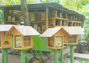 IIAP retoma proyecto de abejas nativas sin aguijón
